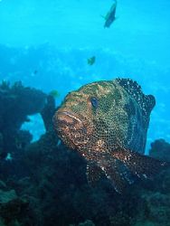 Grouper taken at Sharksbay with Olympus SP-350 by Anel Van Veelen 